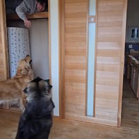 尻尾を振って押し入れへ