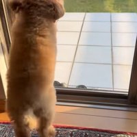 外を見つめる小型犬