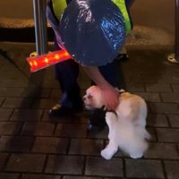 警備員に撫でられながら満足そうな犬