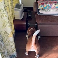 実家猫・レオンくんにケンカを売っています