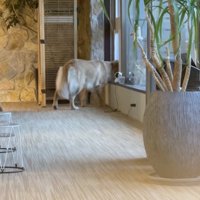 「今のなに…？」