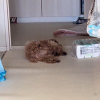 寝ている犬3