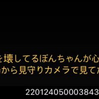 ぼんじりちゃんが心配で見守りカメラを覗いてみると…？