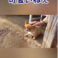 「可愛い顔しとるねえ」