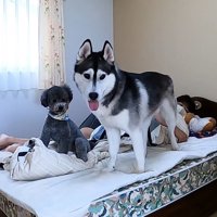 2匹もベッドの上へ