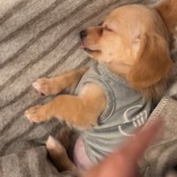 すやすや眠るチワックスの子犬
