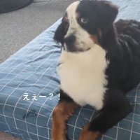 首をかしげるベルちゃん1