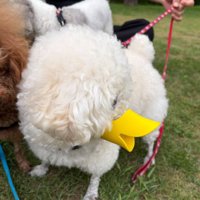 横顔もアヒルっぽい！