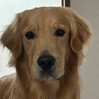 飼い主を見つめる犬