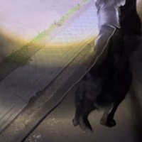 家の前で立ち止まる犬