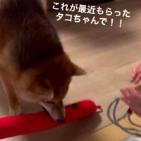 「これ見て！」