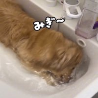 顔を洗う犬