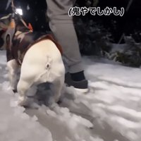 雪の上で立ち尽くす犬