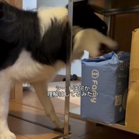袋を確かめる犬