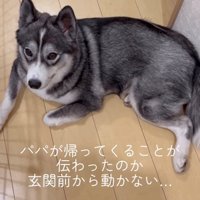 体を床に伸ばして玄関前にいる犬