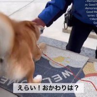 大喜びでお出迎え！
