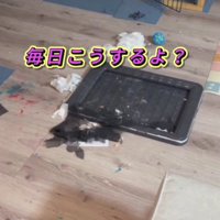 とってもやんちゃなわんこだった！！
