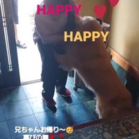 飛びつく大型犬