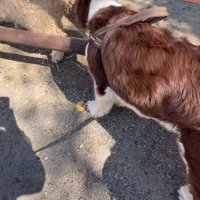 羊のお尻のニオイを嗅ぐ