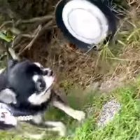 植え込みに隠れていた大きなライトに視線を向ける小さな犬