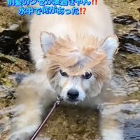 カメラ目線の犬1