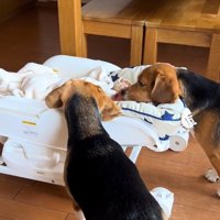 匂いを嗅ぐワンコ