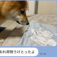 荷物を見るふうたくん
