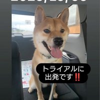 車に乗った柴犬