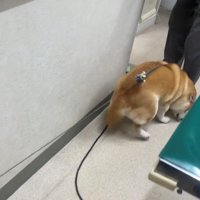 先生の足元に駆け寄る犬