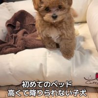 マルプー『ポテチ』ちゃん