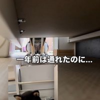 隙間に入ろうとする千幸ちゃん8