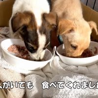 ご飯を食べるように