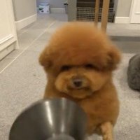 皿が落下して大惨事に！