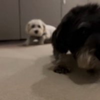 2匹の犬