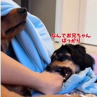 手を噛む犬