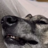 お顔がピクピク…