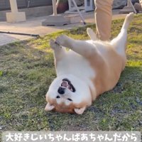 お手てチョイチョイする柴雄くん