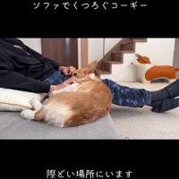 ソファから落ちたモナちゃん2