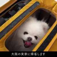新幹線に乗って