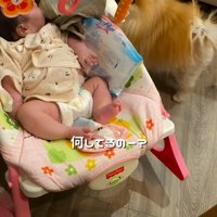 赤ちゃんと小型犬