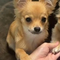 飼い主が手を出した瞬間、飼い主の腕に前足を置くチワワ