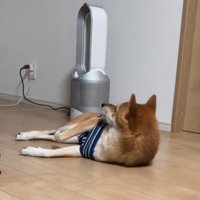 後ろを見る柴犬