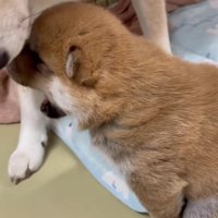 「ふあ～」とあくび