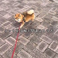 移動するあずきちゃん