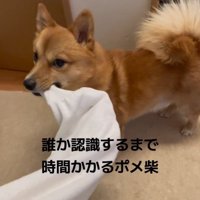 飼い主の服の袖を咥えて、飼い主に視線を送る犬