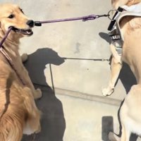 家に到着したゴールデンとラブラドール