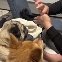 取れた指の方向を一斉に見る2匹の犬