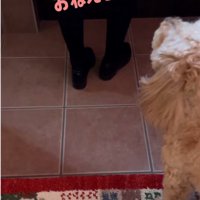 見送る犬