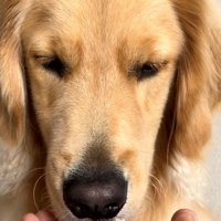 鼻先を近づけてにおいを確かめる犬