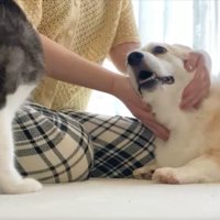 撫でて